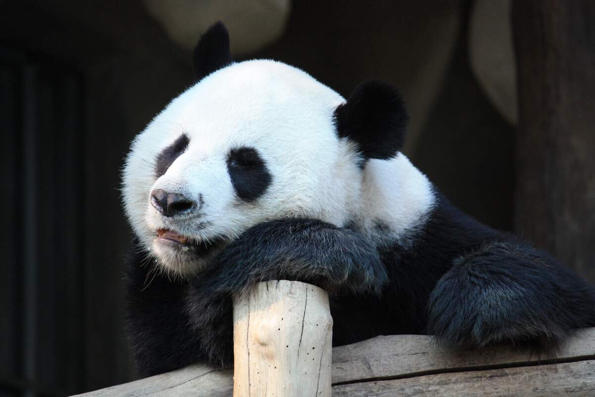 Celebrate National Giant Panda Day on March 16th