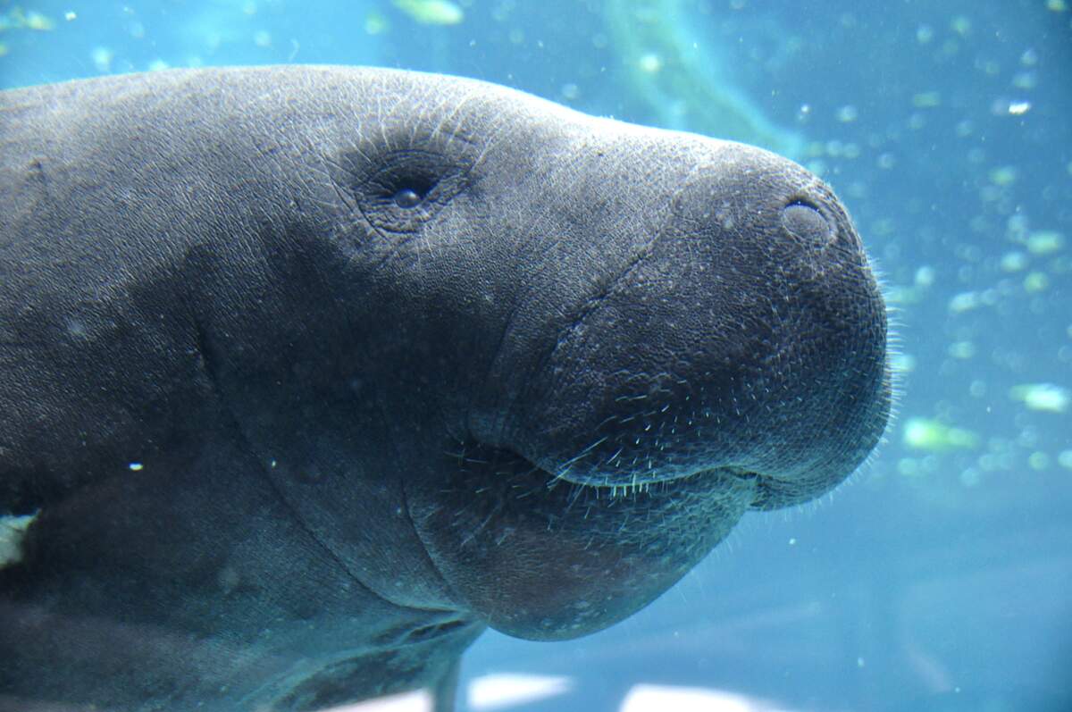 Image for Manatee Awareness Month