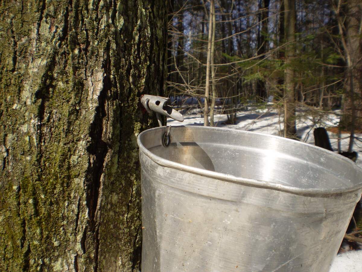 Image for Maple Syrup Saturday