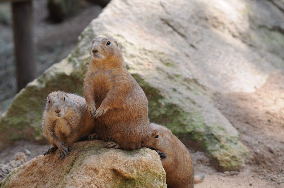 Image for Marmot Day