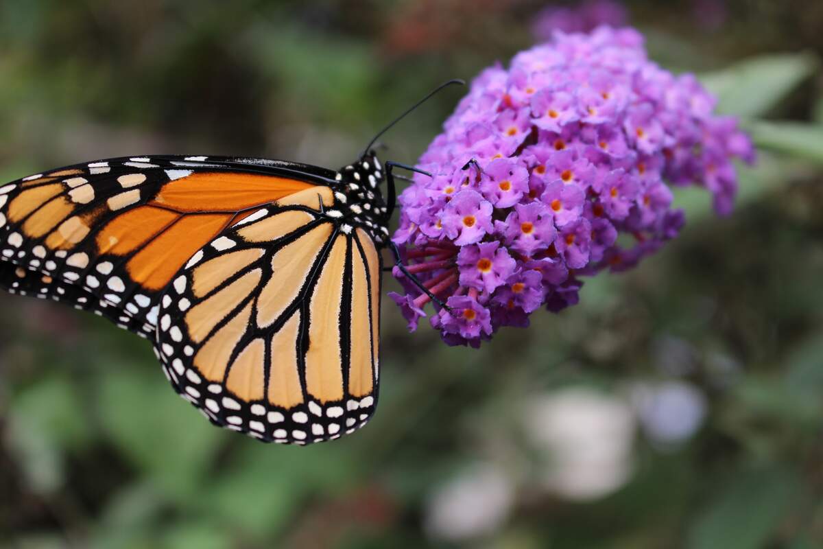 Image for Learn About Butterflies Day