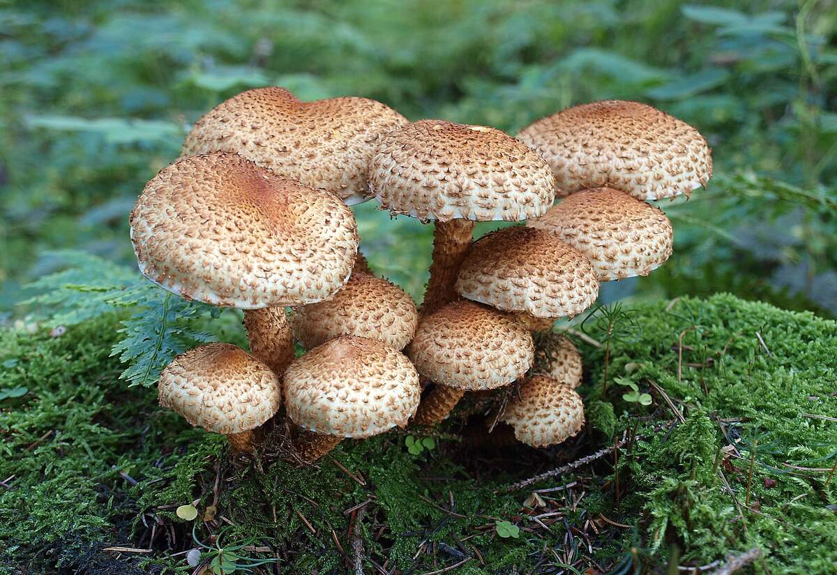 Image for National Mushroom Month