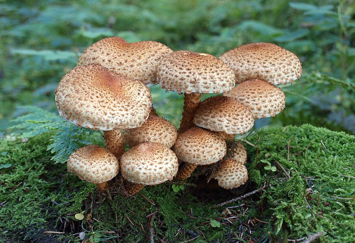 Image for National Mushroom Hunting Day