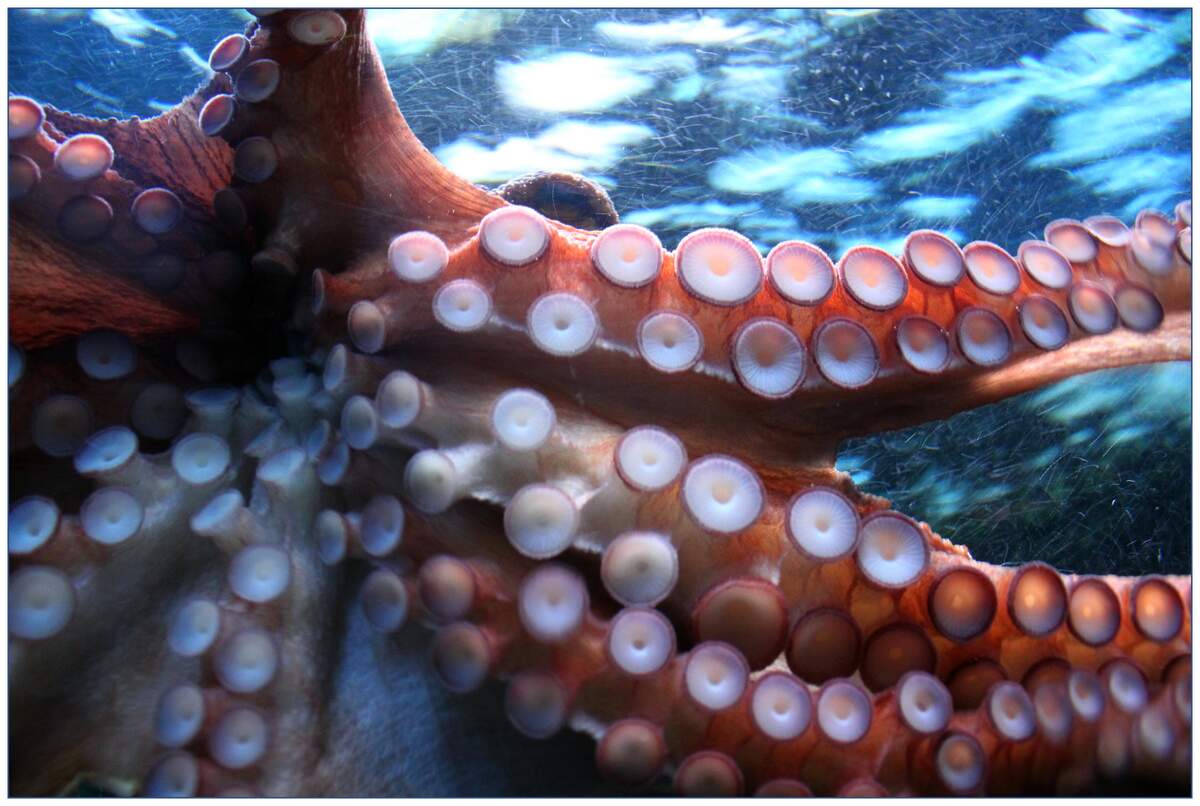 what does a octopus eat