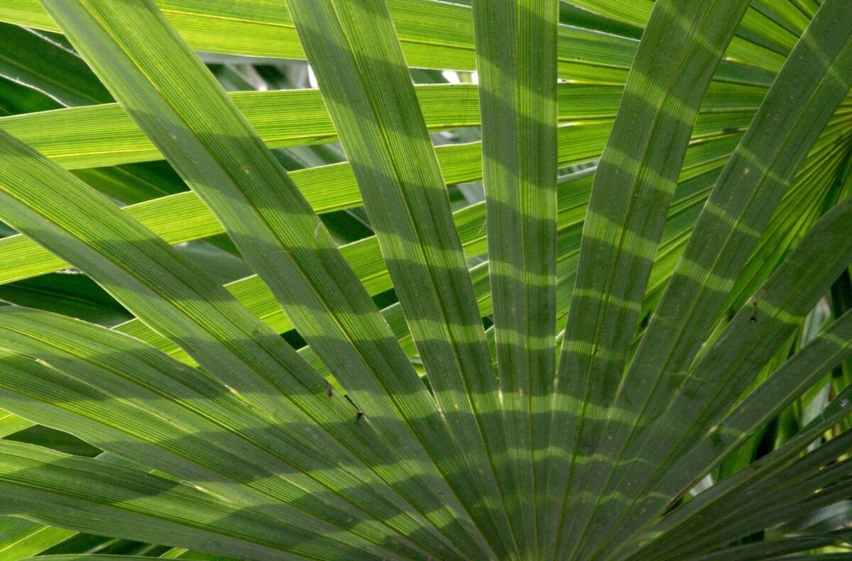 Image for Palm Sunday