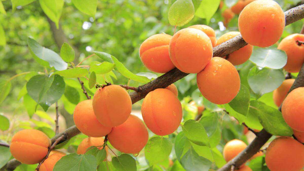 Image for National Apricot Day