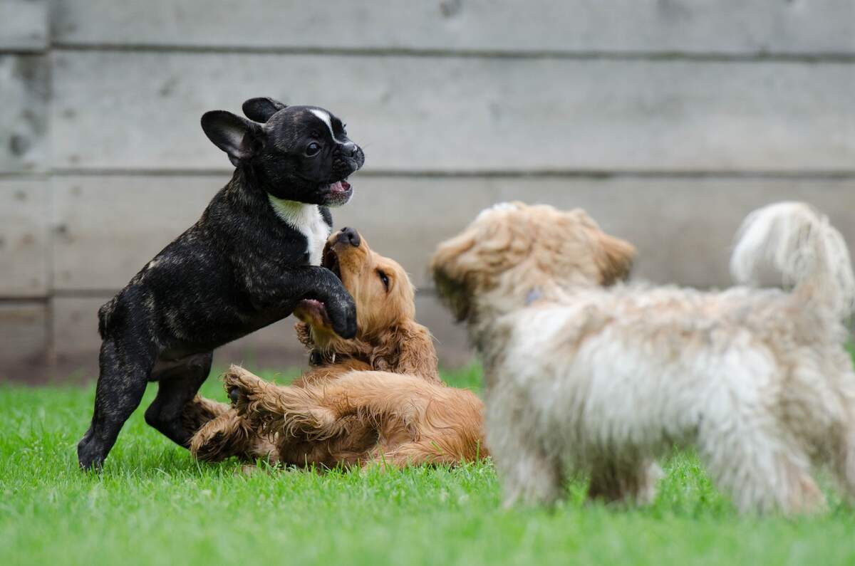 Image for National Pet Parent's Day