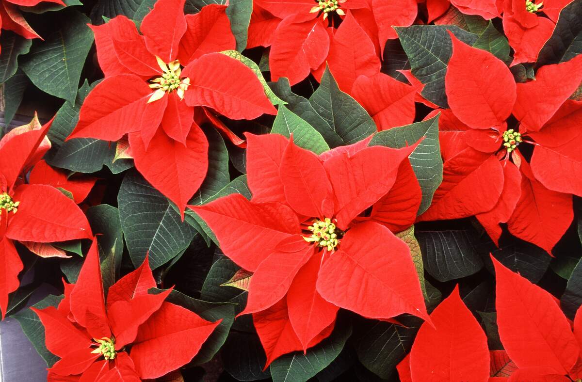 Image for National Poinsettia Day