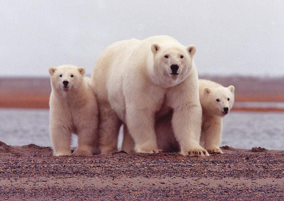 Image for International Polar Bear Day