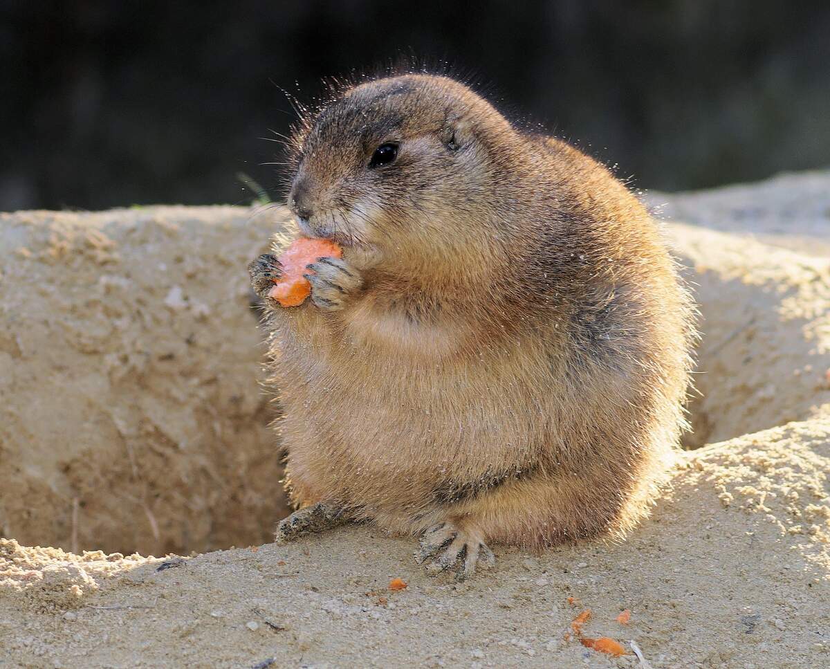 Image for National Pet Obesity Awareness Day