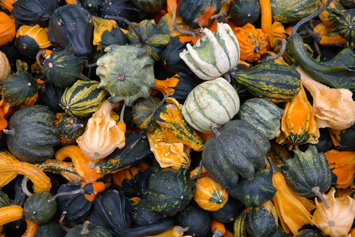 Image for National Acorn Squash Day