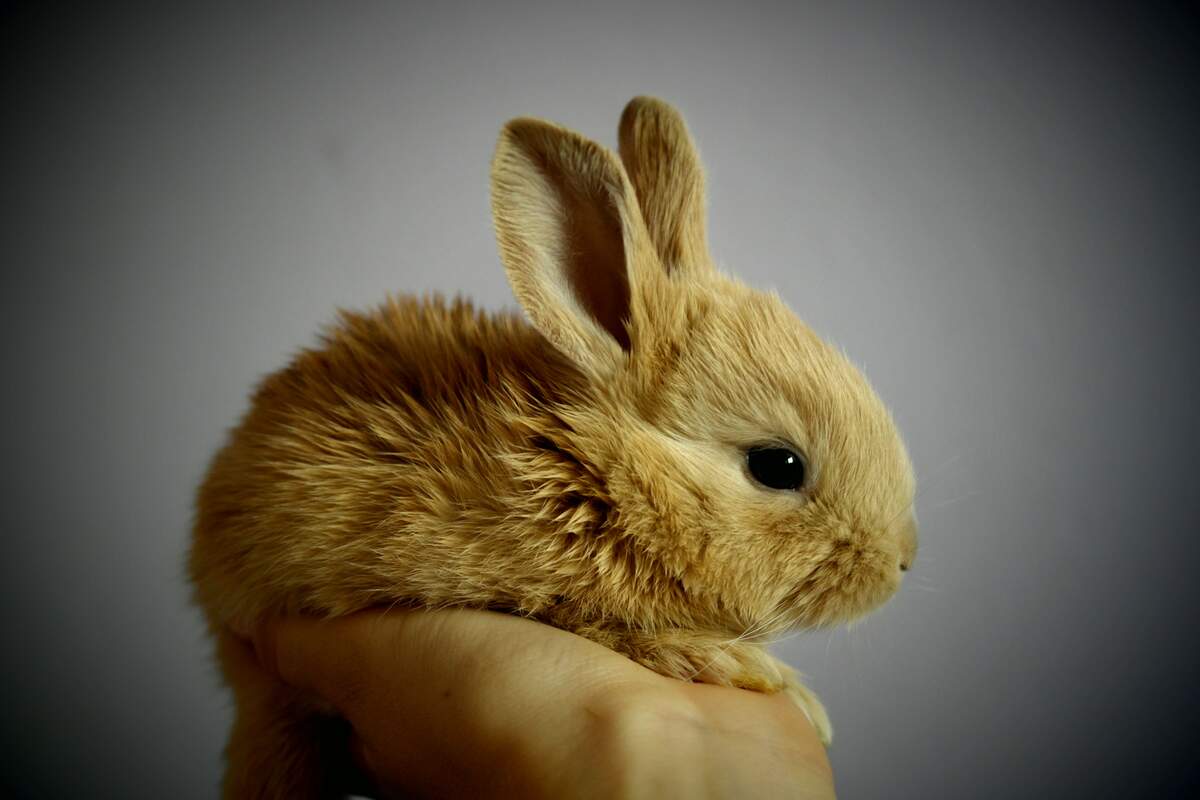 Image for Adopt a Rescued Rabbit Month