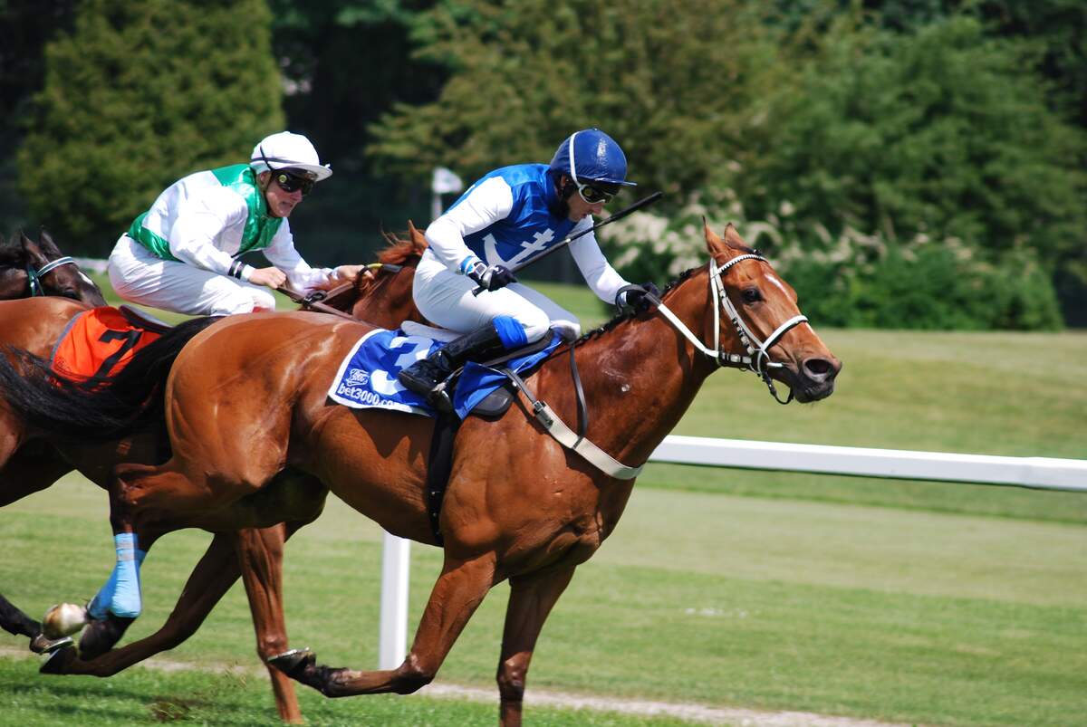 Image for Preakness Stakes