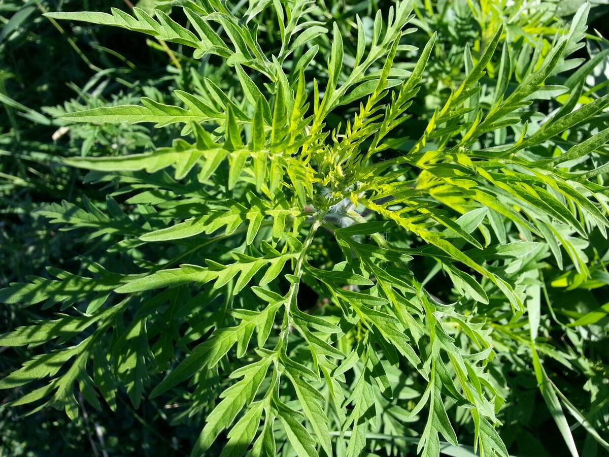 Image for International Ragweed Day