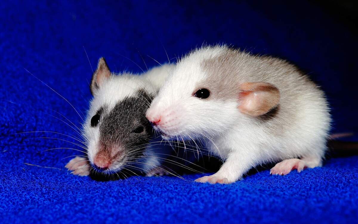 Image for Fancy Rat & Mouse Day