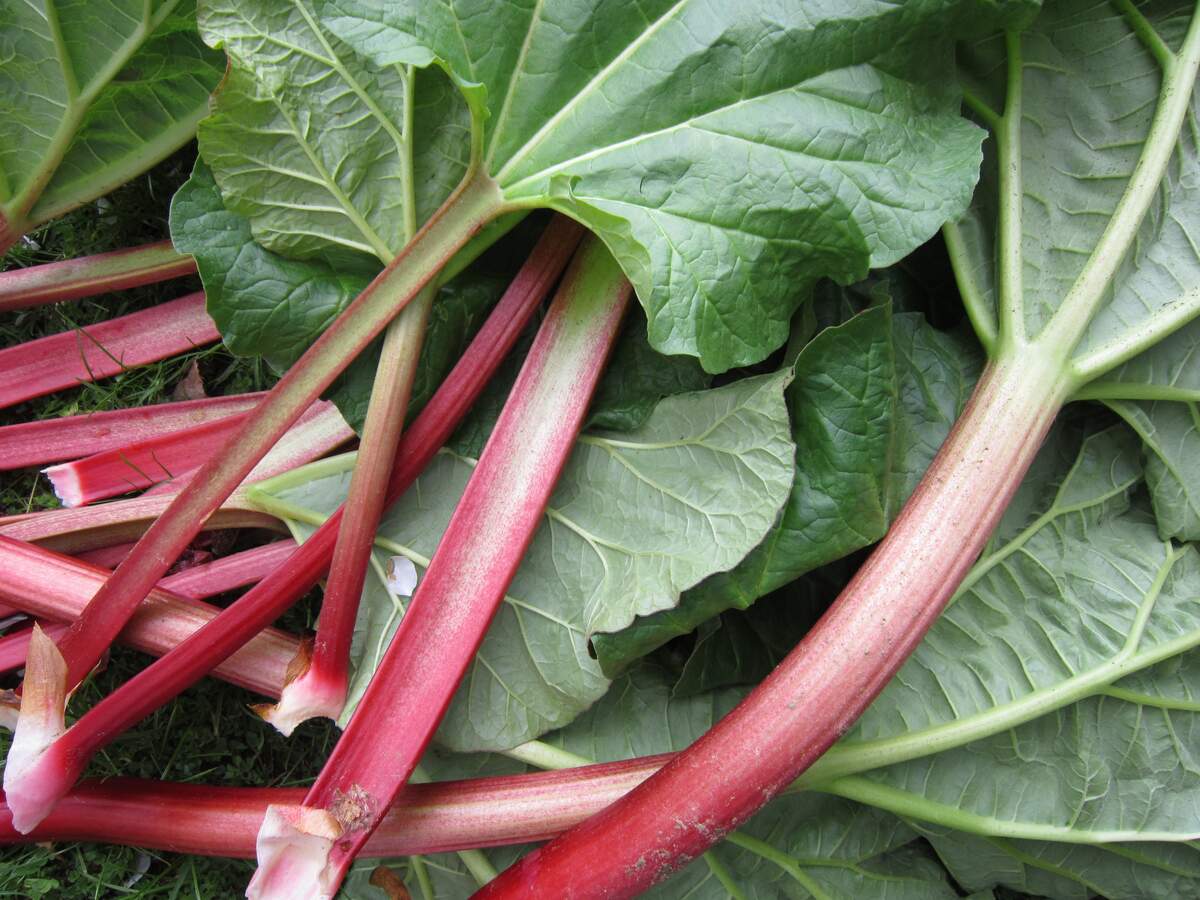 Image for Rhubarb Month