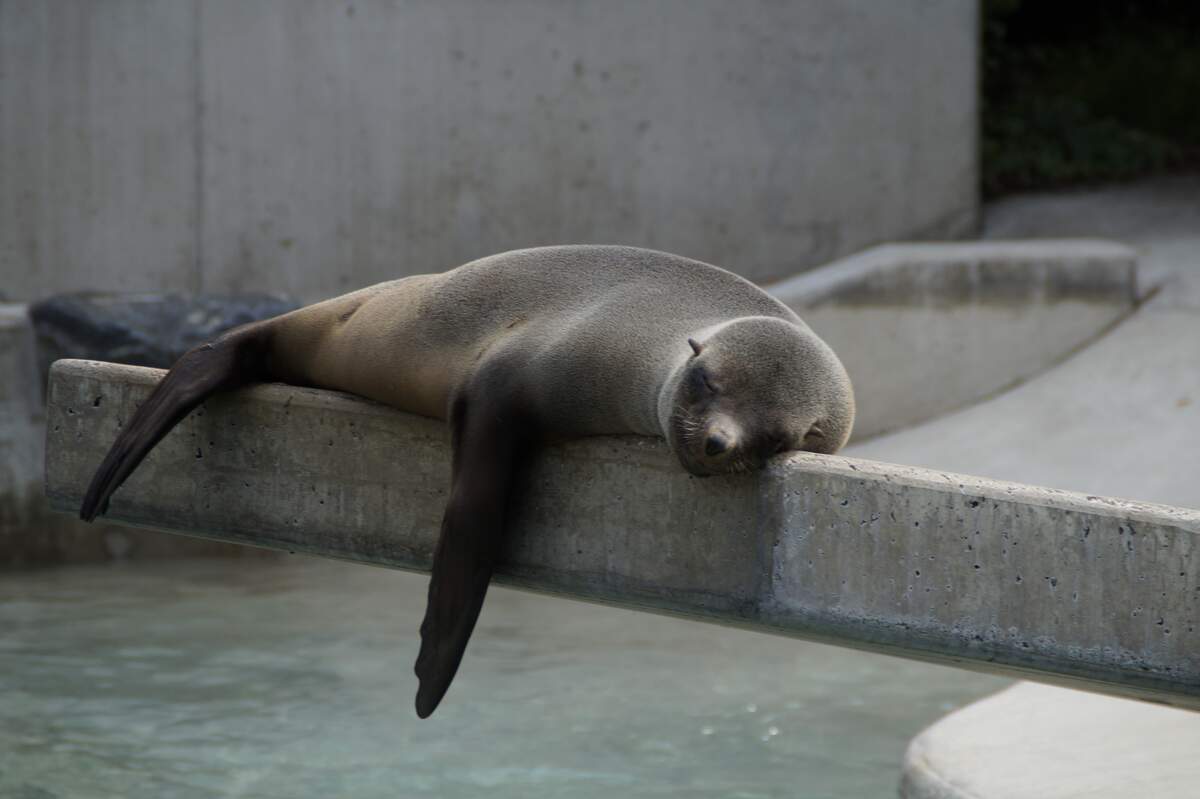 Image for National Workplace Napping Day