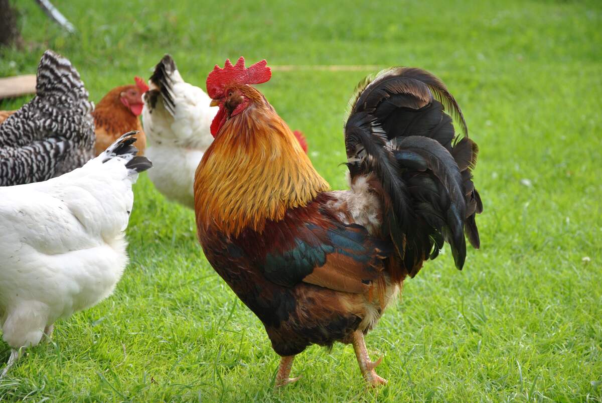 Image for International Respect for Chickens Day