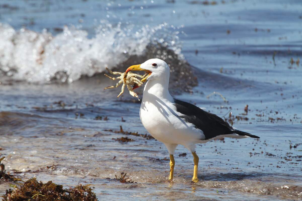 Image for World Albatross Day