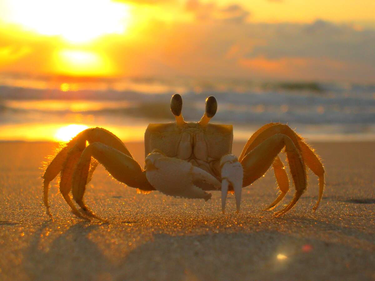 Image for Crab-Stuffed Flounder Day