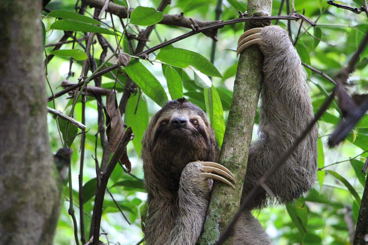 Image for International Sloth Day
