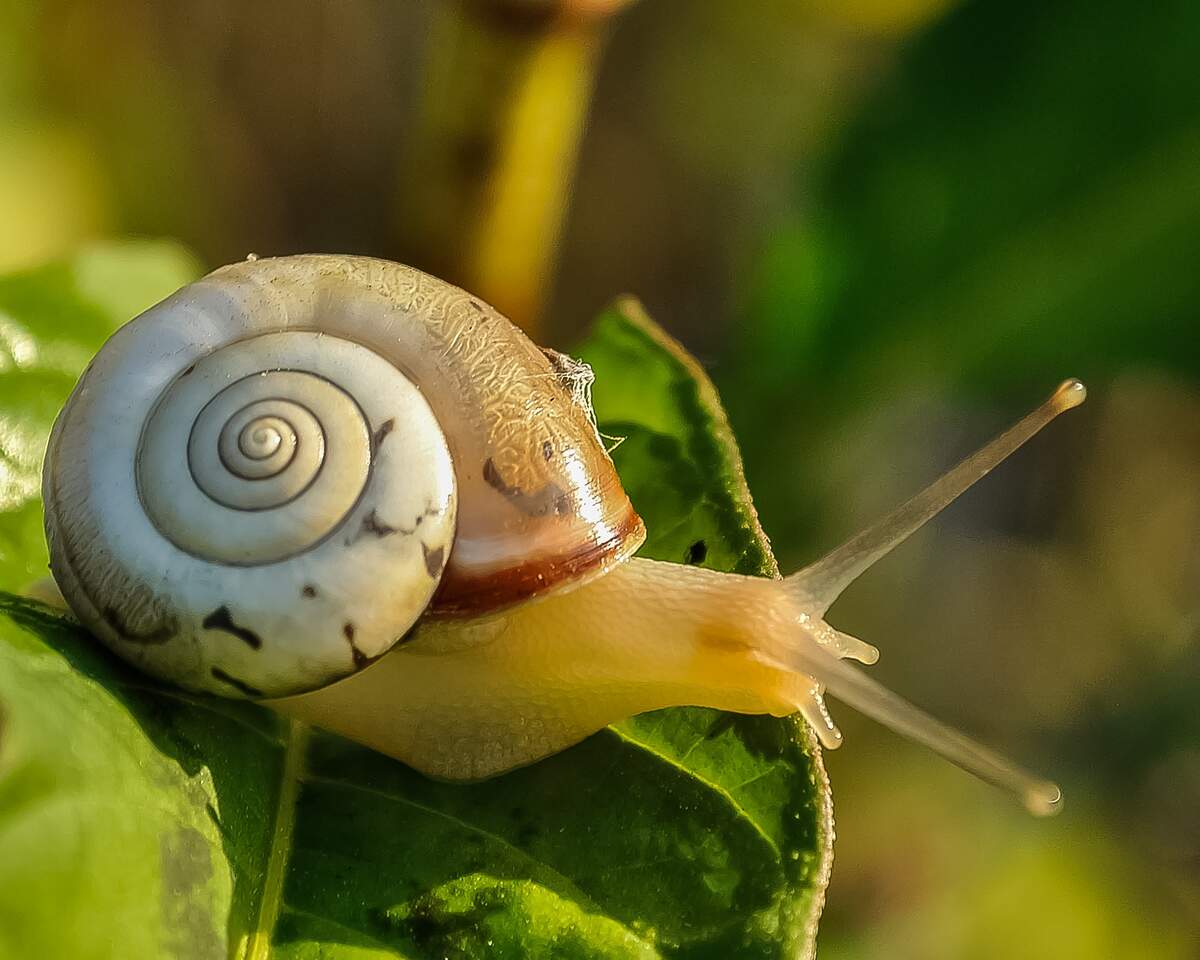 Image for The Slugs Return From Capistrano Day