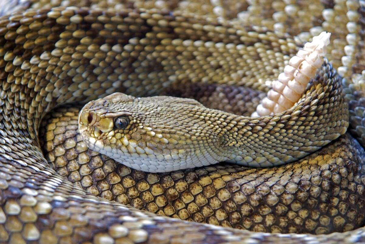 Image for Rattlesnake Roundup Day