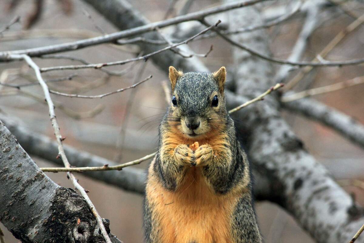 Image for National Squirrel Awareness Month