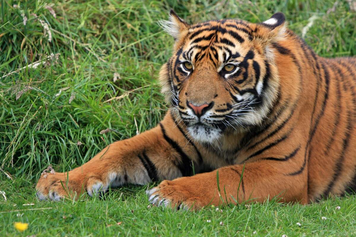 Image for International Tiger Day