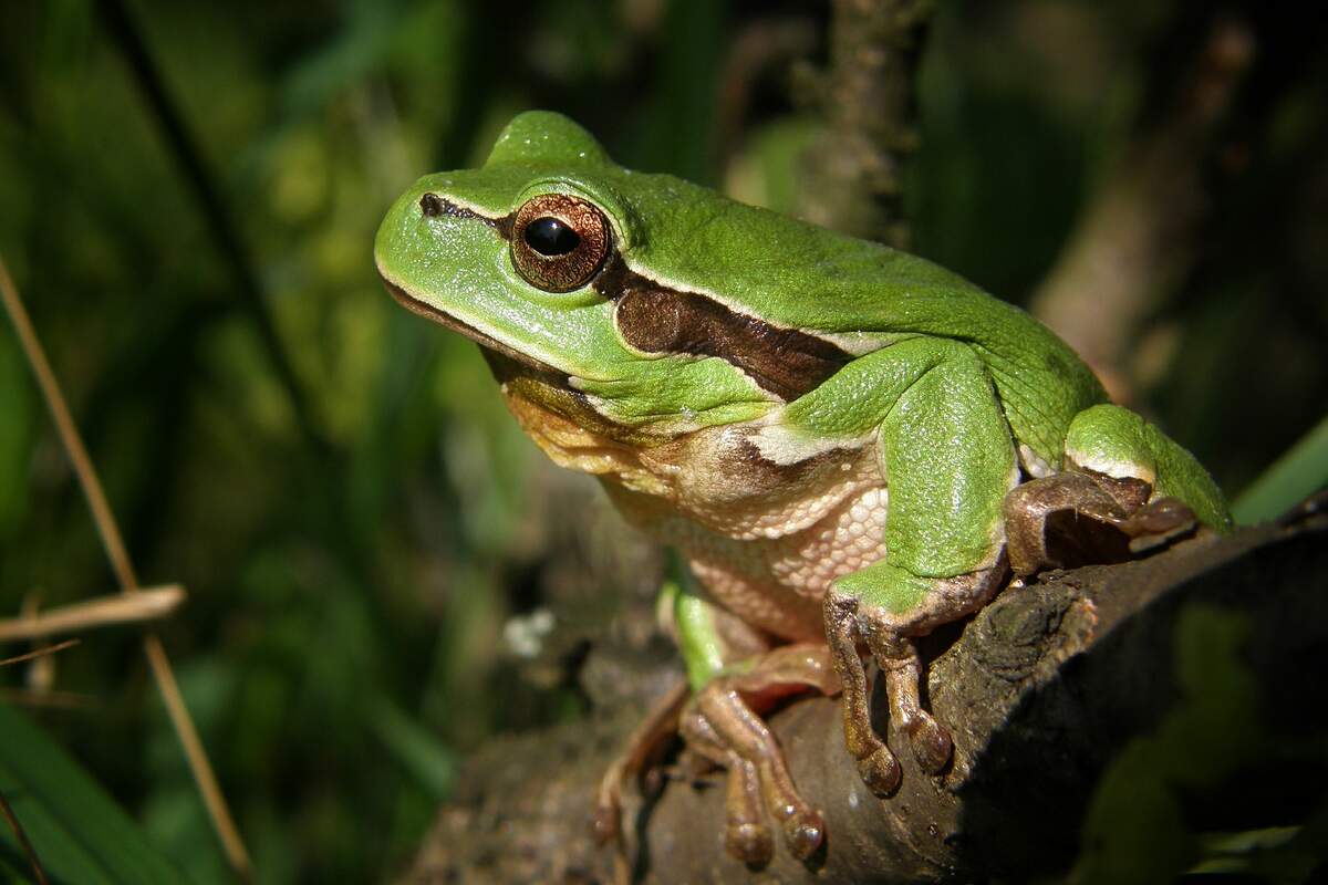 Image for Frog Jumping Day