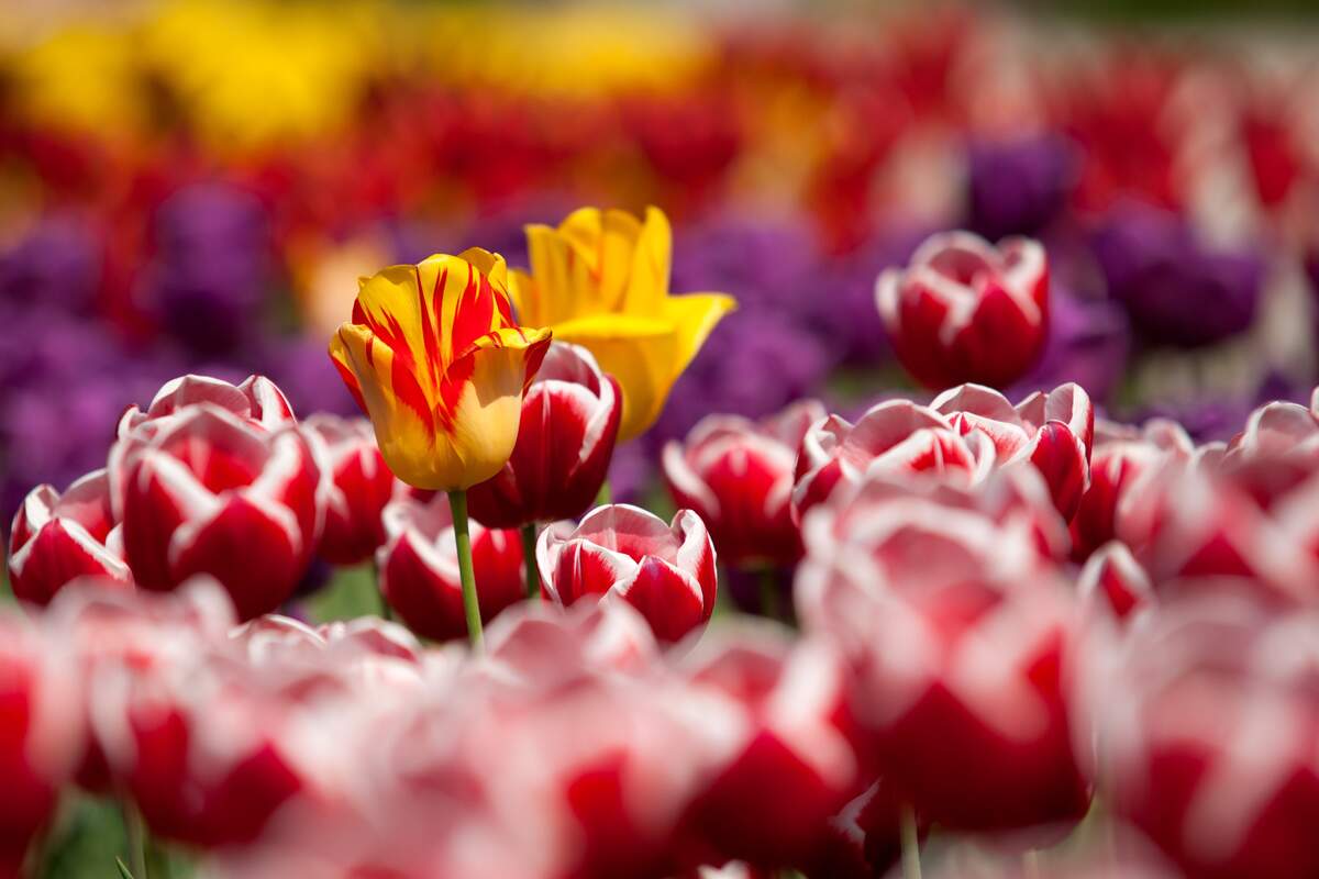 Image for Free Flower Basket Day