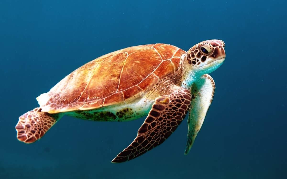 Image for World Sea Turtle Day