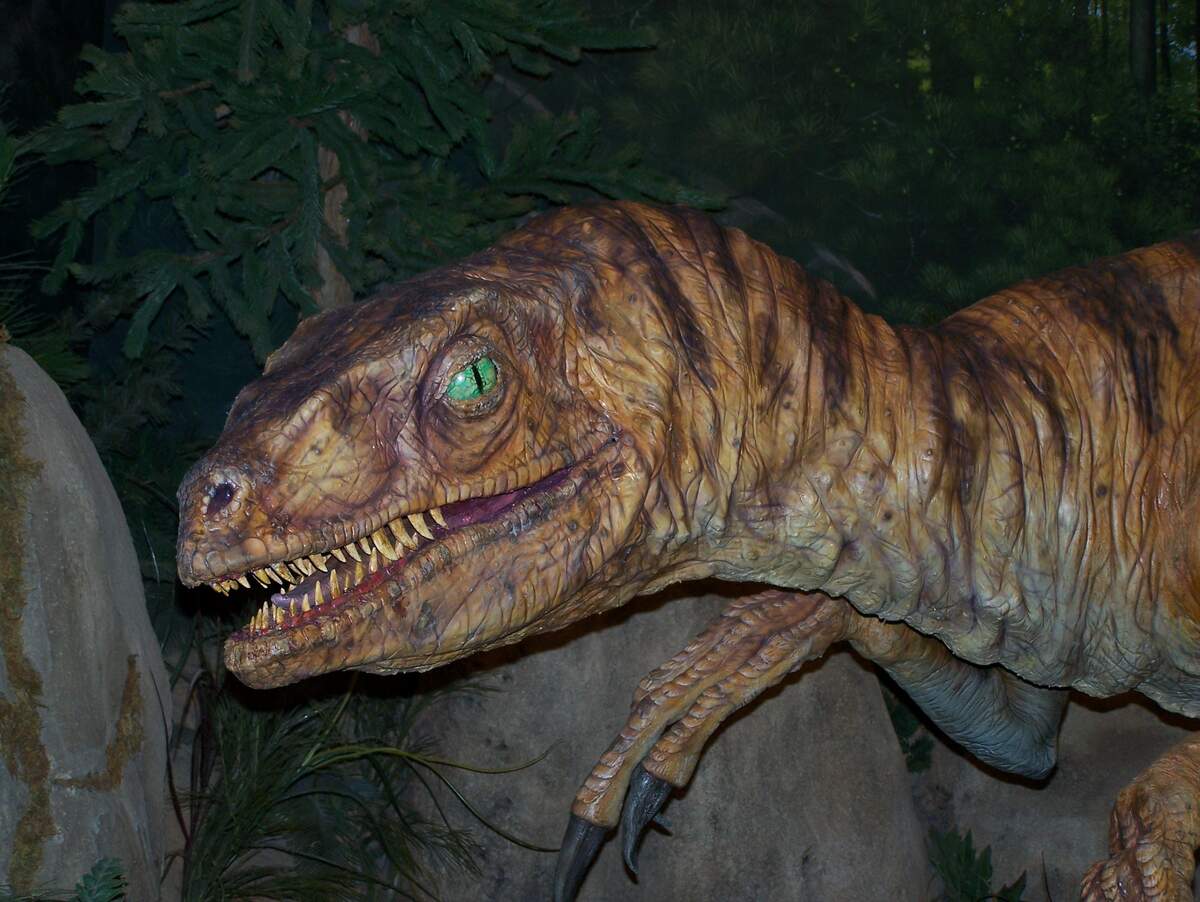 Velociraptor Dinosaur, photos  information - Velociraptor Gallery