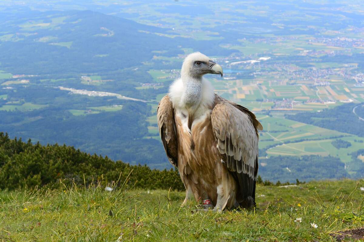 Image for International Vulture Awareness Day