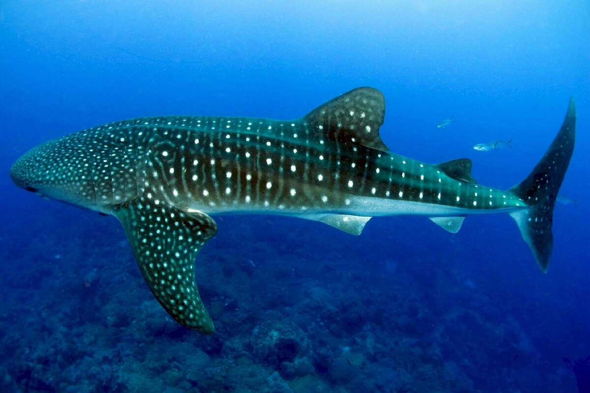 Image for International Whale Shark Day