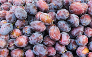 Image for Four Prunes Day