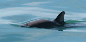 Image for International Save the Vaquita Day
