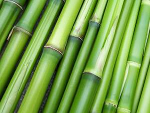 Image for World Bamboo Day