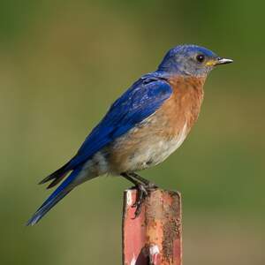 Image for National Bluebird of Happiness Day