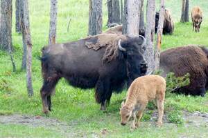 Image for National Bison Day