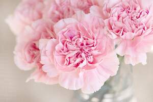 Image for National Carnation Day