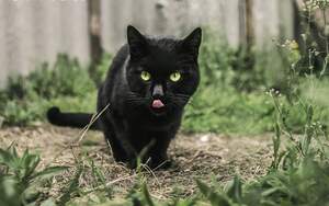 Image for National Black Cat Day (UK)