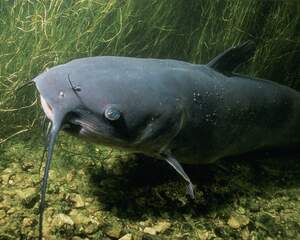 Image for National Catfish Day