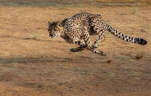 Image for International Cheetah Day