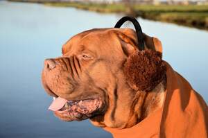Image for Earmuff Day
