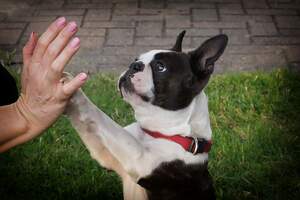 Image for National Boston Terrier Day