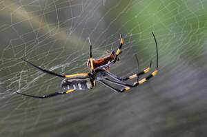 Image for National Save a Spider Day