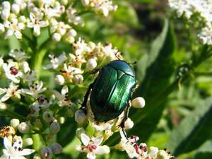 Image for June Bug Day