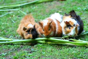 Image for Guinea Pig Appreciation Day