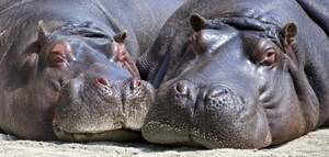 Image for National Hippo Day